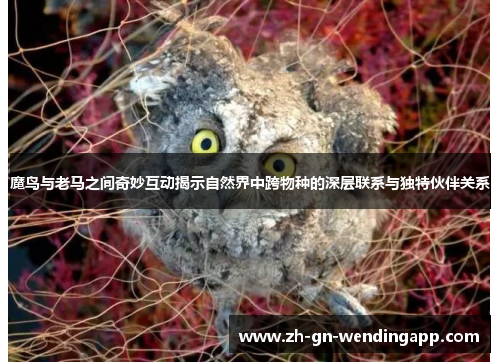 魔鸟与老马之间奇妙互动揭示自然界中跨物种的深层联系与独特伙伴关系